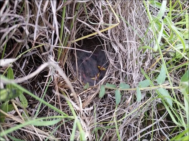 Nest of Ammodramus savannarum, summer of 2017, at North of Durango (photo: Daniel Sierra Franco).