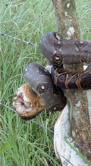 Individuo de B. constrictor estrangulando a una lechuza de campanario (Tyto furcata) (foto: Juan O. Rodríguez, 2017).