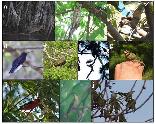 Evidencia fotográfica de las especies de aves registradas en el estado de Guerrero: a) Rallus obsoletus, b) Nyctibius jamaicensis, c) Lophornis brachylophus, d) Campylopterus hemileucurus, e) Aramus guarauna, f) Sarcoramphus papa, g) Helmitheros vermivorum, h) Piranga leucoptera, i) Amazilia rutila, j) Thraupis episcopus.
