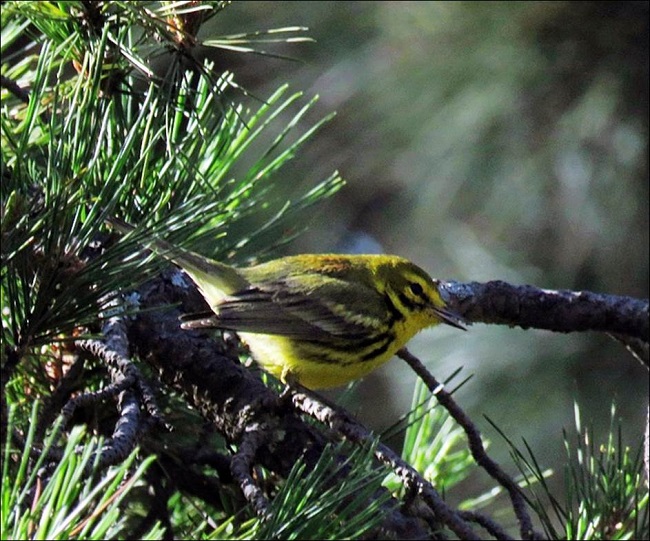 Macho de chipe de pradera (Setophaga discolor). Jardín Botánico Universitario de la Benemérita Universidad Autónoma de Puebla, Puebla (foto: Ariadna Tobón-Sampedro 25/3/2017).
