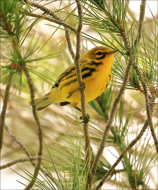 Macho de chipe de pradera (Setophaga discolor). Jardín Botánico Universitario de la Benemérita Universidad Autónoma de Puebla, Puebla (foto: José Antonio González-Oreja 21/10/2018).