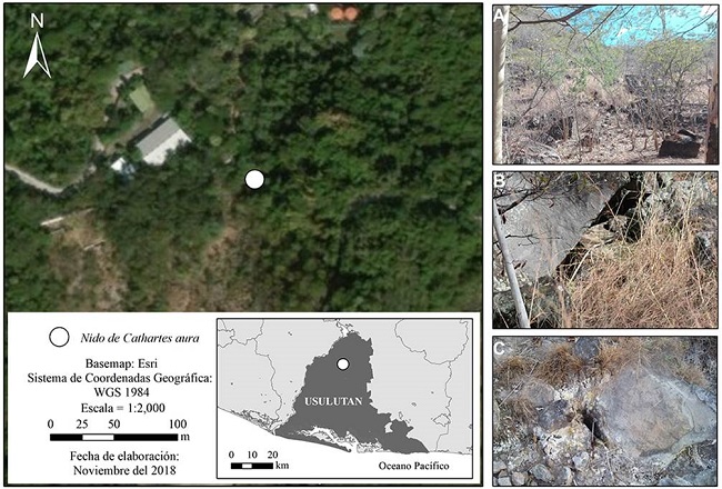 Sitio de nidificación del zopilote aura (Cathartes aura) en el departamento de Usulután, El Salvador. A) Vegetación caducifolia característica del sitio de nidificación, marzo de 2018. B) Superposición de rocas basálticas que conformaron la cavidad del nido. C) Suelo humeante por la actividad geotermal del sitio (fotos: DA-A).