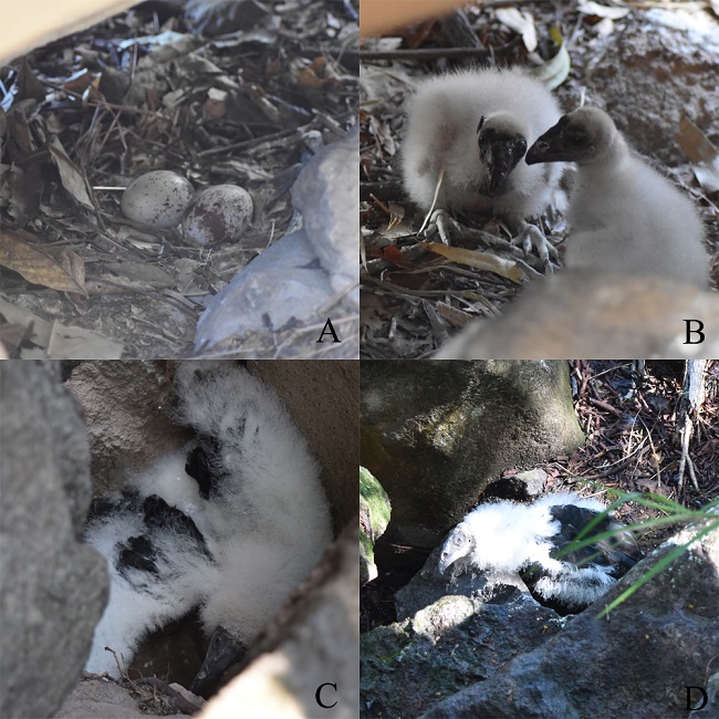 Desarrollo de la anidación del zopilote aura (Cathartes aura) encontrado en el recinto de venados cola blanca (Odocoileus virginianus) del CERFAS. A) Nidada de dos huevos dentro de cavidad rocosa y sobre material vegetal seco (12 de febrero de 2018). B) Polluelos de siete y cinco días de edad con apertura ocular (26 de marzo de 2018). C) Polluelo de 46 días de edad realizando extensión alar como amenaza (4 de mayo de 2018). D) Polluelo de 58 días de edad encontrado a aproximadamente 2 m de distancia de la cavidad rocosa (16 de mayo de 2018) (fotos: DA-A).