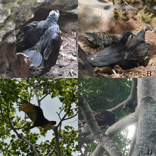 Desarrollo del juvenil de zopilote aura (Cathartes aura). A) Juvenil encontrado a aproximadamente 5 m de distancia de la cavidad rocosa (23 de mayo de 2018). B) Agrupación interespecífica de zopilote común (Coragyps atratus; primer plano), juvenil de C. aura (segundo plano) y garrobo (Ctenosaura similis; tercer plano) alimentándose de carroña (19 de junio de 2018). C) Juvenil forrajeando sobre el recinto de venados cola blanca (Odocoileus virginianus) (12 de julio de 2018). D) Progenitor (derecha) y juvenil (izquierda) perchados en un árbol de Simarouba glauca (4 de septiembre de 2018) (fotos: DA-A).