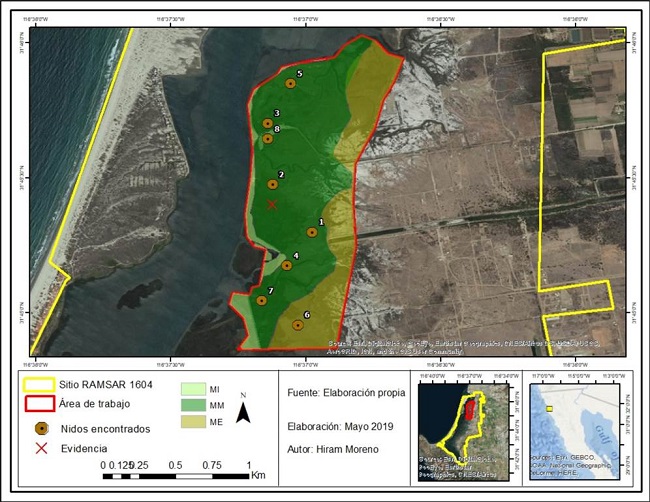 Ubicación geográfica del Estero de Punta Banda (EPB), Ensenada, Baja California, México. Zonación de las áreas de marismas: Marisma Interna (MI), Marisma Media (MM) y Marisma Externa (ME). Localización de nidos y punto donde se encontró evidencia de muerte de pollos de rascón picudo (Rallus obsoletus levipes) por interacción con el mejillón (Geukensia demissa).