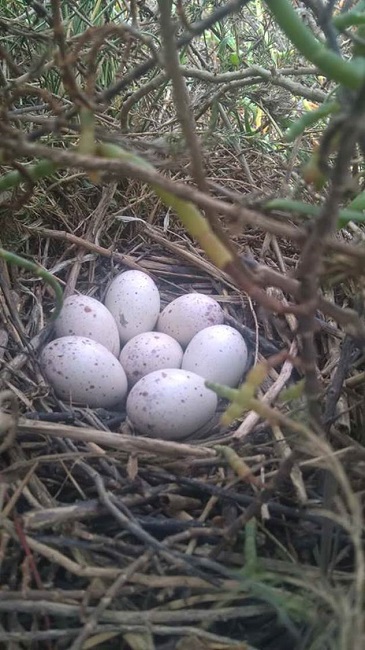 Nido 4 de Rallus obsoletus levipes (rascón picudo) con 7 huevos, la puesta total fue de 8. Localizado a 15 m de un canal de marea y perdido por una marea alta. Véase Figura 1 y Cuadro 1 para localización. El nido se encontró a la sombra de Salicornia bigelovi y con pasto (Spartina foliosa) como sustrato de sustentación. Diámetro 29 cm, altura 17 cm (foto: HM-H del 6/05/2017).