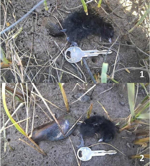 (1) Pollo muerto de rascón picudo (Rallus obsoletus levipes), atrapado en las valvas del mejillón (Geukensia demissa). (2) Mejillón expuesto para contrastar su tamaño con el del pollo. Eventualidad en la Marisma Media (MM) registrada el 19 de junio de 2017 (foto: HM-H).