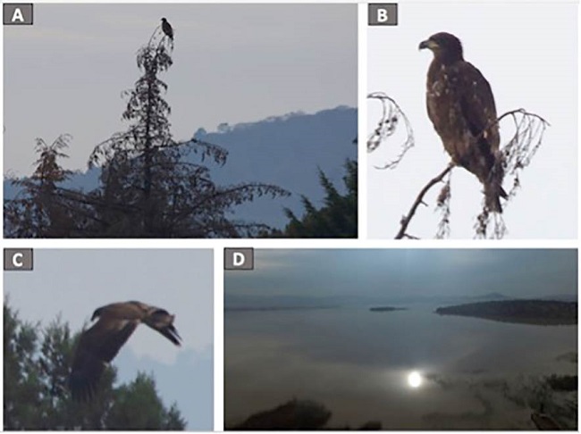A. Haliaeetus leucocephalus perchada; B. Acercamiento de H. leucocephalus en su sitio de percha; C. H. leucocephalus en vuelo; D. Presa de Atlangatepec, Tlaxcala, México (fotos: J.C. Windfield 23/01/2016).