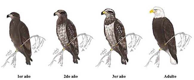 Variaciones del plumaje según la edad en Haliaeetus leucocephalus. La figura está basada en las fotos originales de J.C. Windfield y retocadas de acuerdo con las características indicadas para cada edad por Howell y Webb (1995) y Van Perlo (2006).
