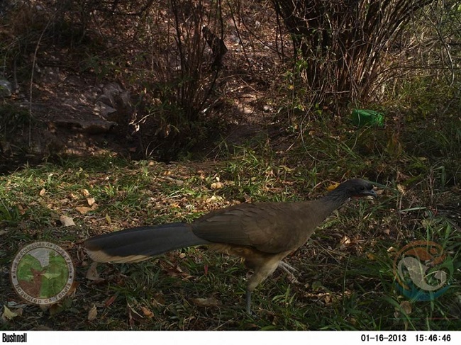 Fotocaptura de Ortalis poliocephala en la región de la Mixteca, Oaxaca, México. Fotografía depositada en la Plataforma de Monitoreo Comunitario de la Biodiversidad (PMCB:4312).