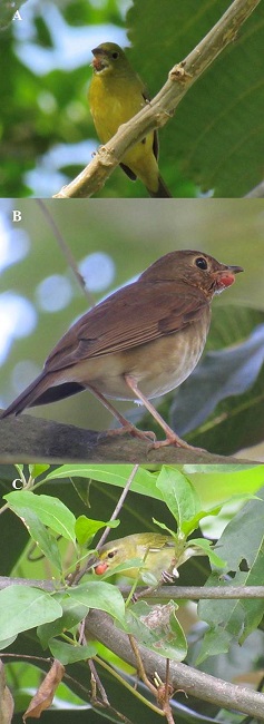 Birds with macroscopic lesions suspicious of a cutaneous form of avian pox. A: Passerina ciris in Quixayá. B: Catharus ustulatus in Quixayá C: Oreothlypis peregrina. in Quixayá (photos: Andres Tzunun 19/01/2019).
