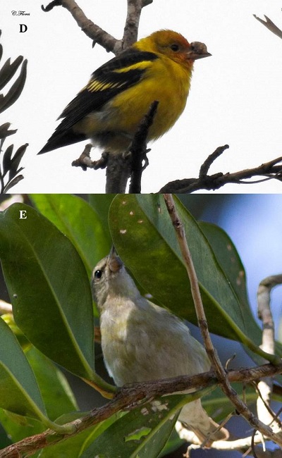 D: Piranga ludoviciana nodules resembling a viral infection similar to avian poxvirus in Parramos, Chimaltenango, Guatemala (photo: Carlos Flores 29/01/2019). E: Oreothlypis peregrina in private natural reserve Los Tarrales, Patulul, Suchitepéquez (photo: Callie Gesmundo 2/02/2019).