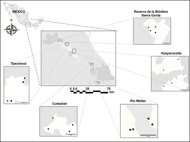 Localizaci&oacute;n de las AICA analizadas. Los pol&iacute;gonos m&aacute;s oscuros al centro de la imagen muestran la ubicaci&oacute;n de cada una de las AICA, el pol&iacute;gono blanco representa la cobertura de bosque mes&oacute;filo de monta&ntilde;a y el gris otros tipos de cobertura forestal. Los puntos negros indican los sitios de muestreo en casa AICA (trayectos y puntos de conteo).