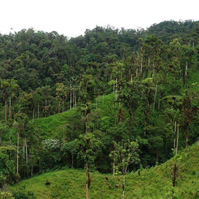 Hábitat del perico de El Oro, Pyrrhura orcesi en bosques y pastos arbolados en la Reserva Buenaventura, provincia de El Oro, Ecuador (foto: E. Naranjo-Saltos).