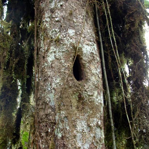 Primer nido encontrado del perico de El Oro Pyrrhura orcesi, el 7 de diciembre de 2002 en la Reserva Buenaventura, provincia de El Oro, Ecuador (foto: E. Naranjo-Saltos).