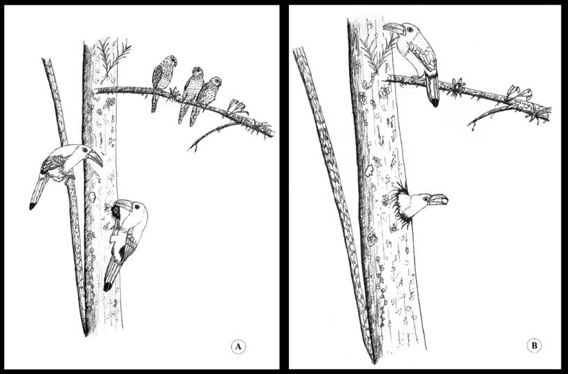 Aulacorhynchus haematopygus depredando un nido de Pyrrhura orcesi. (A) Ensanchamiento de la cavidad. (B) Depredación del nido (ilustración: G. Pozo-Zamora).