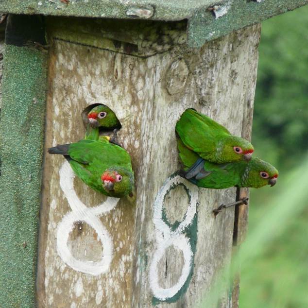 Nido artificial ocupado por un grupo de pericos de El Oro Pyrrhura orcesi, en la Reserva Buenaventura, provincia de El Oro, Ecuador (foto: L. Cabrera).