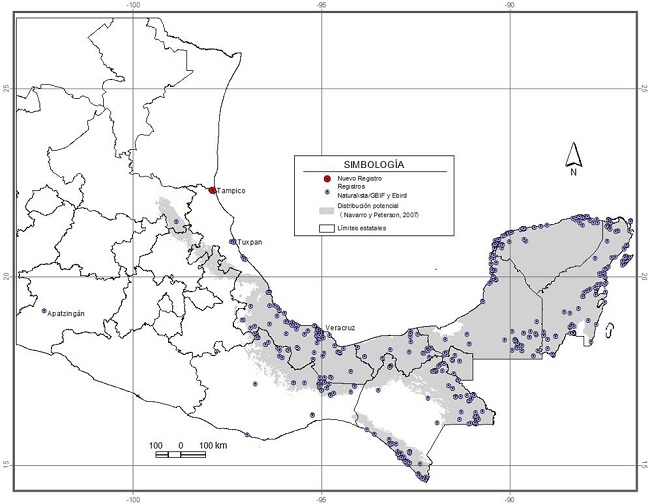 Mapa de distribución potencial (Navarro y Peterson 2007) y registros de Naturalista, GBIF y eBird y el nuevo registro en Tamaulipas.
