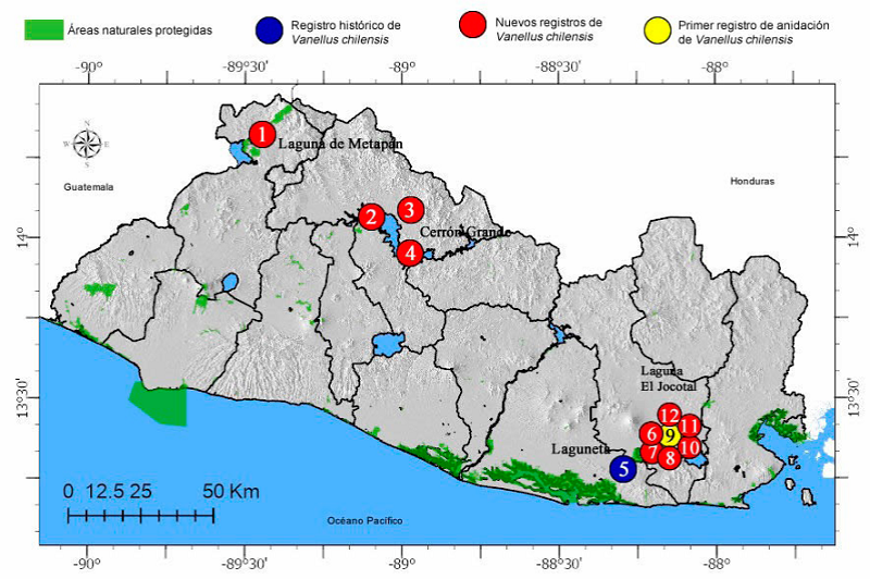 Localización geográfica de los registros de Avefría-Tero (Vanellus chilensis), El Salvador (1. Salvanatura 2019 ; 2. Salvanatura 2018; 3. Salvanatura 2017; 4Salvanatura 2018; 5. Abrego 2012; 6.Trejo y Miranda 2017; 7. Pineda et al. 2017, Pineda y Flores 2017, Herrera y Sigüenza 2017; 8. Acosta et al. 2017, Bonilla 2017; 9. En este estudio; 10. Salvanatura 2013; 11. En este estudio; 12. Acosta et al. 2017.
