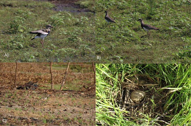 A) Individuo de Vanellus chilensis en despliegue de alas, El Jocotal, B) Pareja de V. chilensis. El Jocotal, C) Individuo de V. chilensis en los alrededores de la laguna de Metapán, D) Nido de V. chilensis entre la vegetación de Cynodon dactylon y Cyperus articulatus. Poza Los Conacastes, Laguna El Jocotal (foto: L. Pineda).
