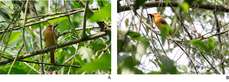 Registro de depredación de Attila torridus sobre Anadia buenaventura en la Reserva Buenaventura, provincia de El Oro, Ecuador (fotos: Leovigildo Cabrera).