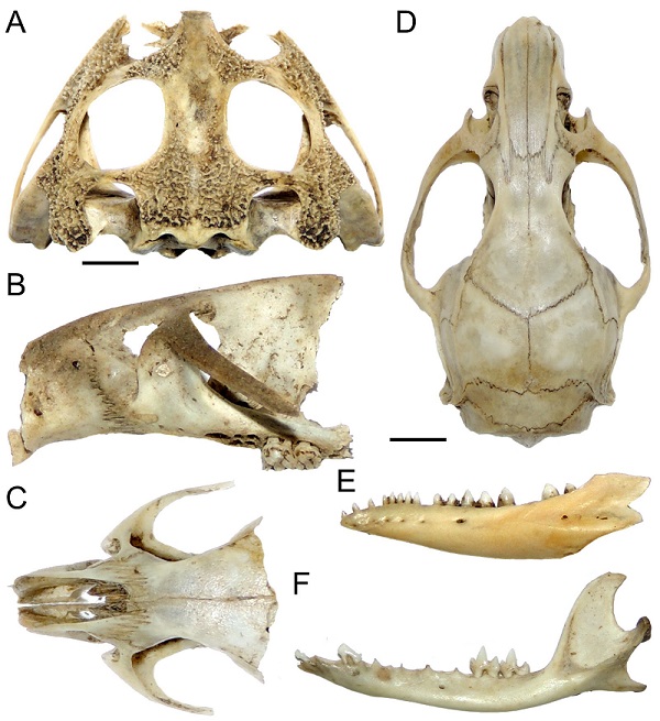 Algunas presas fuente principal de biomasa en la dieta del búho listado en Atahualpa, Ecuador. A = Ceratophrys stolzmanni, B = Rattus rattus, C = Mus musculus, D = Sigmodon peruanus, E = Dicrodon guttulatum, F = Marmosa simonsi. Barras = 5 mm.