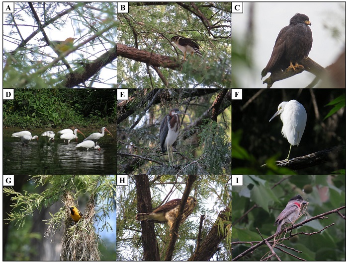Registros relevantes y confirmación de actividad reproductiva de distintas especies de aves que utilizan el corredor ribereño urbano Río La Silla. (A) Chipe dorado Protonotaria citrea registrado en Tolteca-Riberas durante el premuestreo; (B) halcón selvático de collar Micrastur semitorquatus, registrado en Cortijo; (C) aguililla negra menor Buteogallus anthracinus, adulto registrado en El Realito; (D) ibis blanco Eudocimus albus, adultos y juveniles registrados en El Realito y Tolteca-Riberas; (E) garza tricolor Egretta tricolor, juvenil en Tolteca-Riberas; (F) garza azul E. caerulea, juvenil en El Realito; (G) calandria dorso negro mayor Icterus gualris, adulto construyendo nido en Tolteca-Riberas; (H) aguililla gris Buteo plagiatus, juvenil en El Realito; y (I) cabezón degollado Pachyramphus aglaiae, macho adulto colectando material para nido en El Realito.