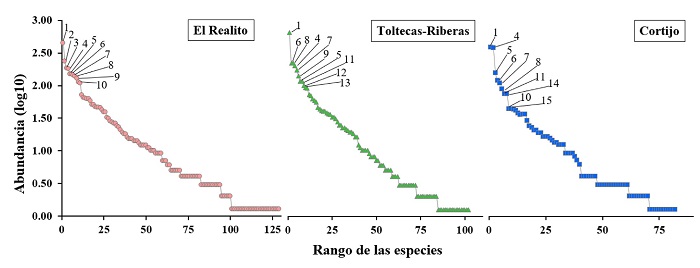 Curvas rango-abundancia representando la estructura de la comunidad de aves en los tres sitios de muestreo (El Realito, Tolteca-Riberas y Cortijo) en el Río La Silla. Los números representan las diez especies más abundantes para cada sitio: 1 = Quiscalus mexicanus; 2 = Coragyps atratus; 3 = Cathartes aura; 4 = Psittacara holochlorus; 5 = Zenaida asiatica; 6 = Pitangus sulphuratus; 7 = Polioptila caerulea; 8 = Melanerpes aurifrons; 9 = Egretta thula; 10 = Ortalis vetula; 11 = Amazona viridigenalis; 12 = Setophaga coronata; 13 = Baeolophus atricristatus; 14 = Cyanocorax yncas; 15 = Turdus grayi.