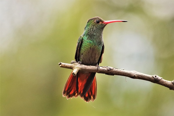 Vista frontal del colibrí cola canela, parque Los Cárcamos, León, Gto., marzo de 2020. Foto: Teresa Zamorano Sámano.