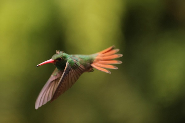 Colibrí cola canela en vuelo, parque Los Cárcamos, León, Gto., marzo de 2020. Foto: Teresa Zamorano Sámano.
