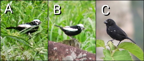 Males of the Variable Seedeater A, B) with partial leucism recorded in Suerre of Pococí, Costa Rica, on 26 July 2021, and C) male with normal plumage. Photos © Sergio Villegas.