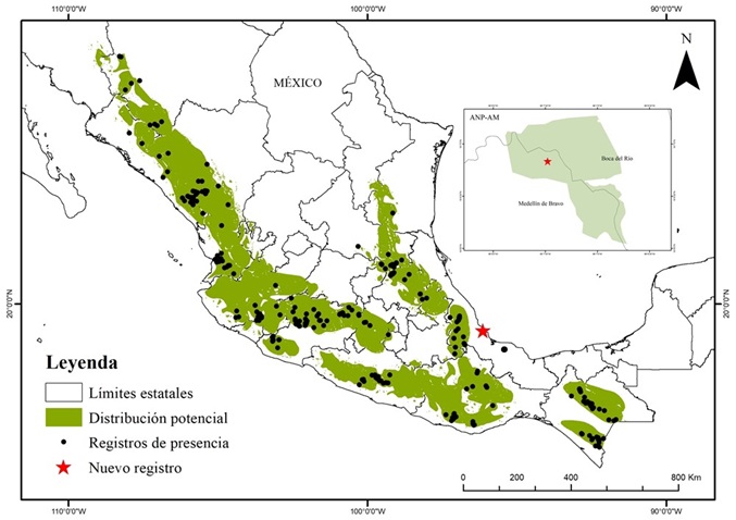 Distribución potencial y registros de presencia del mosquero copetón (Mitrephanes phaeocercus) en México tomada del Sistema Nacional de Información sobre Biodiversidad, SNIB-CONABIO (Navarro-Sigüenza et al. 2018) y del Global Biodiversity Information Facility, GBIF, CONABIO (Navarro-Sigüenza 2002). La estrella roja indica la localización geográfica del registro en el Área Natural Protegida Arroyo Moreno (ANP-AM) en la costa central de Veracruz, México