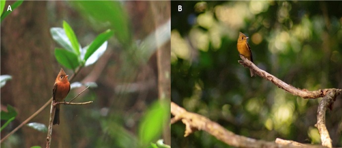 A) Individuo de mosquero copetón (M. phaeocercus) observado el 22 de enero de 2021 en el Área Natural Protegida Arroyo Moreno, Veracruz, México (foto: Enya A. Córdoba-Cuevas), B) Individuo de mosquero copetón (M. phaeocercus) observado el 05 de febrero de 2021 en el Área Natural Protegida Arroyo Moreno, Veracruz, México (foto: Jordi Toto-Cobix).