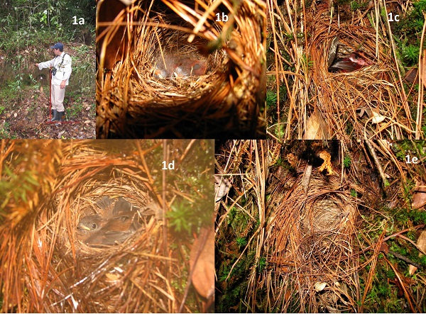 Nido RBSM de Cardellina versicolor detectado el 28 de mayo de 2009 en la Reserva de Biosfera Sierra de las Minas, Guatemala: a) altura en la que se encontró el nido (registrada desde la línea horizontal del suelo, hasta el punto en donde iniciaba la estructura); b) dos pichones en el nido; c) adulto incubando; d) pichón con primer plumaje registrado el 9 de junio de 2009; y e) nido registrado vacío el 11 de junio de 2019. Créditos fotográficos: Juan M. Quiñónez-Guzmán.