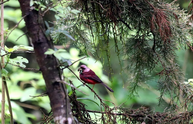 Adulto de Cardellina versicolor llevando alimento a sus pichones en el nido SM2, encontrado en el Astillero Municipal de San Marcos, Guatemala, el 17 de mayo de 2018. Créditos fotográficos: Jeovany Tut Rodríguez”