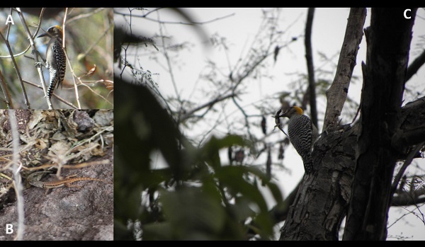 Individuo adulto de carpintero enmascarado (Melanerpes chrysogenys) depredando a un individuo de lagartija espinosa de cabeza roja (Sceloporus pyrocephalus): A) M. chrysogenys perchando, B) S. pyrocephalus, y C) M. chrysogenys depredando a S. pyrocephalus (fotos: R. Bautista-Torres).