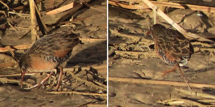 Fotografías del Rascón Cara Gris (Rallus limicola) adulto tomadas en el humedal. Estas muestran los rasgos de identificación de un individuo adulto: plumaje, color de patas y pico y el color del iris. En la izquierda se muestra el cuerpo compacto y el plumaje de la cola.