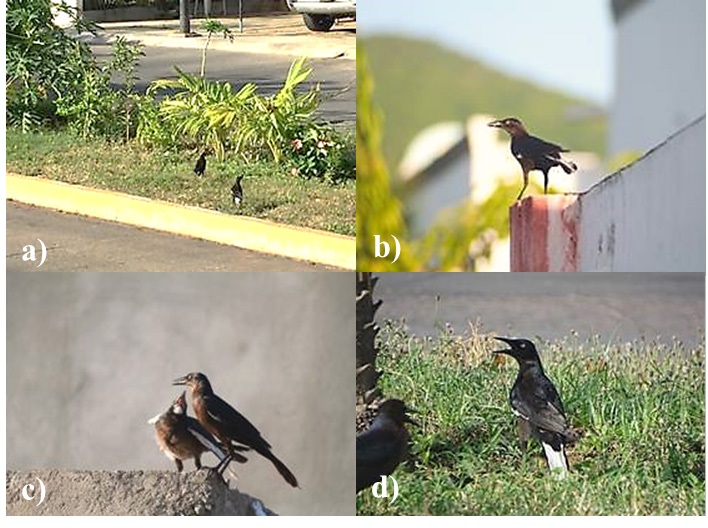 a) Individuo hembra adulto de zanate mexicano (Quiscalus mexicanus) con leucismo parcial en un duelo con otra hembra de coloración normal (Foto: Gilberto Ramírez Rodríguez 27/01/2020); b) misma hembra de zanate mexicano con alimento en pico; c) hembra alimentando a una juvenil presumiblemente descendiente (Fotos: de Maximiliano Vargas Lozano 11/08/2020) y; d) Hembra adulta registrada por última vez en compañía de zanates con pigmentación normal (Foto: Jorge Luis Salgado Flores 13/05/2021).