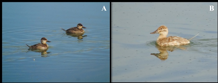 Ejemplares de pato tepalcate (Oxyura jamaicensis): A) hembra con coloración normal y B) individuo con plumaje diluido (fotos: H. Cayetano-Rosas).