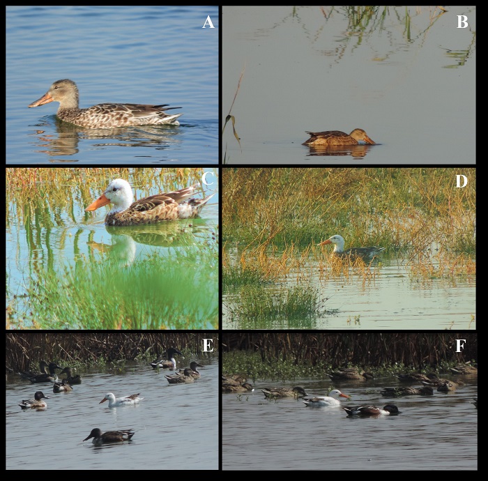 Ejemplares adultos de pato cucharón norteño (Spatula clypeata): A) y B) hembras con coloración normal, C) y D) con canoso progresivo, E) y F) con leucismo parcial (fotos: R. Bautista-Trejo, H. Cayetano-Rosas, J.O. Gómez-Garduño).