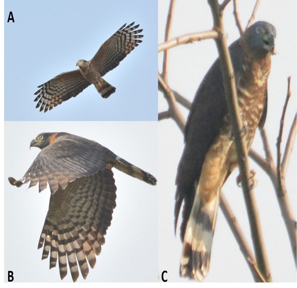 Registros fotográficos del gavilán pico de gancho (Chondrohierax uncinatus) en el lago de Cuitzeo, Michoacán: A) Registro del 22 de abril del 2018. B) Registro del 4 de septiembre del 2018; C) Registro de hembra de Chondrohierax uncinatus depredando al caracol Rumina decollata el 4 de septiembre del 2018. (Fotografías obtenidas por Ramón Cancino Murillo).