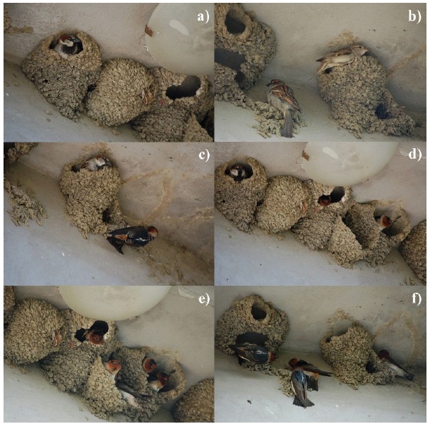 P. domesticus usurpando nidos (a-d), y P. pyrrhonota intentando recuperar sus nidos (c-f) en una zona rural del estado de Guerrero, México (Fotos: Edson Alvarez).