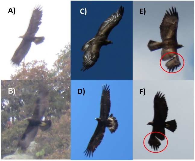 Individuos observados en 2015 en el Cañón El Espía, Jalisco. A) y B) Individuos adultos (vista ventral) observados en febrero de 2015; C) y D) Individuo básico III observado en marzo de 2015 (vista dor sal y ventral); E) y F) Individuo adulto observado en marzo de 2015 (vista dorsal y ventral), con una lesión en el ala izquierda en vista ventral (círculo rojo) (fotografías: X. Flores-Leyva y J.I. Campos-Rodríguez).