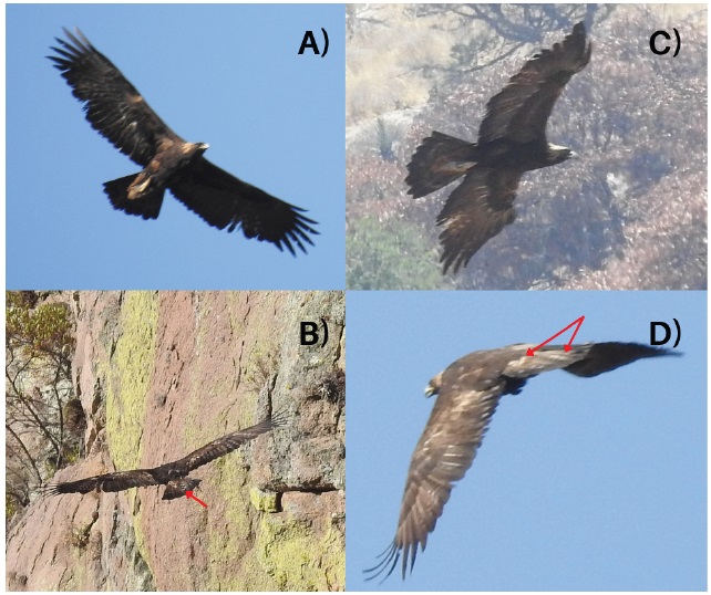 Pareja de águila real observada en 2021 en el Cañón El Espía, Jalisco. A) y B) Individuo adulto (en vista ventral y dorsal); C) y D Individuo subadulto (en vista ventral y dorsal). Las flechas rojas muestran el patrón de coloración de las rectrices que permitió determinar su edad (fotografías: X. Flores-Leyva y J.I. Campos-Rodríguez).