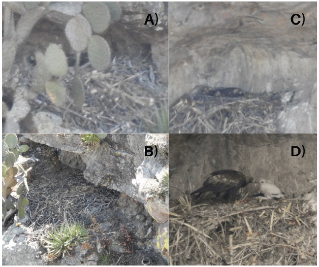 Anidación de la pareja de águila real en la región Altos Norte, Jalisco, en 2021 y 2022. A) Hembra incu bando observada en la primera semana de abril 2021; B) Nido abandonado en la segunda semana de abril de 2021; C) Polluelo de tres semanas observado en abril de 2022; D) Polluelo de ocho semanas observado en abril de 2022. Las fotos corresponden a los dos nidos descubiertos, el nido ocupado en 2022 también lo fue en 2015 (fotografías: X. Flores-Leyva y J.I. Campos-Rodríguez). 