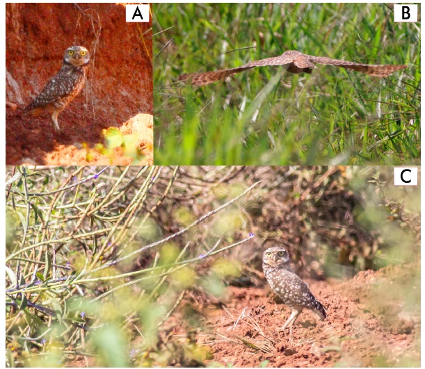 Observation of Burrowing owl on 28 November 2020 in La Ceiba, Orotina, Costa Rica. First ob servation by a dirt road between a rice field and grassland area (A), flight movement between grassland area (B) and second observation (C). Photographs by Beto Guido (A), Danny Alfaro-Rojas (B) and Roberto Var gas-Masís (C).