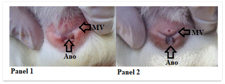 Cambios de coloración de la membrana vaginal luego del retiro de la progesterona. Panel 1: MV=membrana vaginal de color rodado pálido, en la parte inferior la entrada al ano. Panel 2: membrana vaginal de color rosado oscuro, en la parte inferior la entrada al ano.