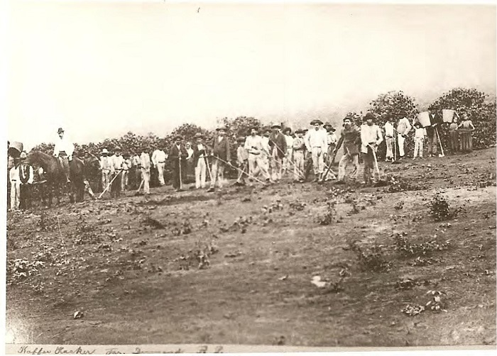 Fazenda Dumont, grupo de trabalhadores junto &agrave; planta&ccedil;&atilde;o de caf&eacute;.
							Presen&ccedil;a de crian&ccedil;as