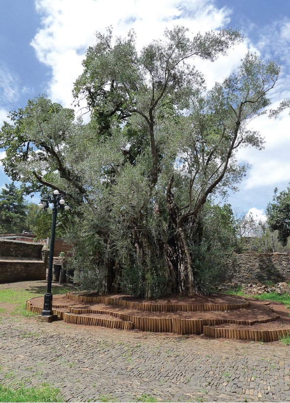 Olivo centenario recuperado fitosanitariamente, 2011.