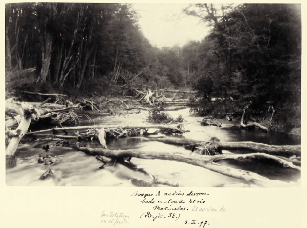 En la nota fotogr�fica se lee &ldquo;Bosque de ma�ig�es derribados en el valle del r�o Ma�ig�ales&rdquo; (marzo de 1897). Hoy r�o Ma�ig�ales y pueblo del mismo nombre en la regi�n de Ays�n, Patagonia chilena.